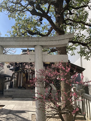 神楽坂花だより~着物で北野神社、おすすめです